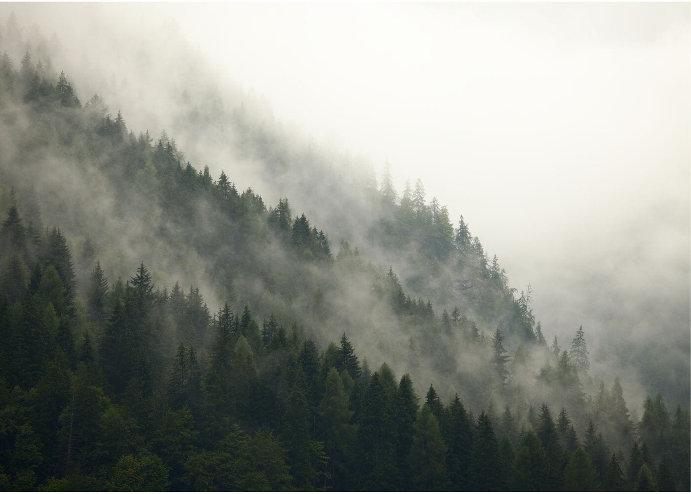 Brain Fog - How To Beat It Naturally - Niyama Wellness