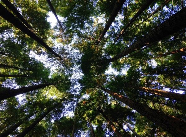 Environmental Sustainability: How to Do Your Part - Niyama Wellness